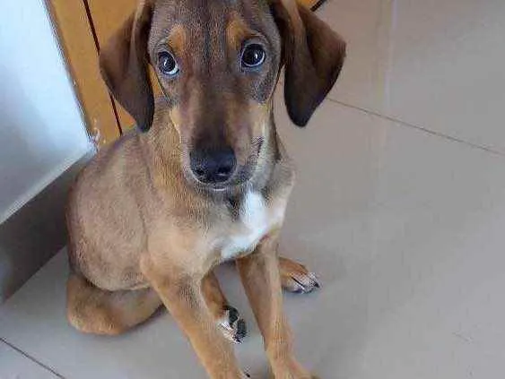 Cachorro ra a Vira lata idade 2 a 6 meses nome Jupita