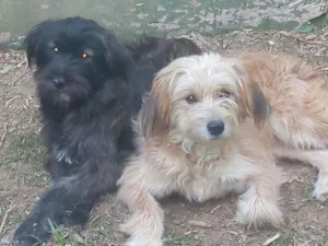 Cachorro raça SRD idade 7 a 11 meses nome Tiphanny / Mellannye