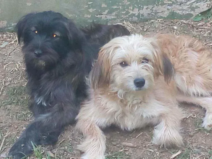 Cachorro raça SRD idade 7 a 11 meses nome Tiphanny / Mellannye