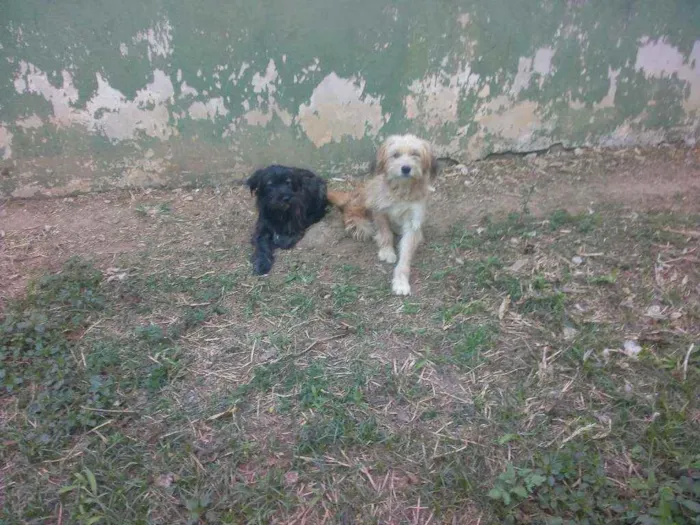 Cachorro raça SRD idade 7 a 11 meses nome Tiphanny / Mellannye