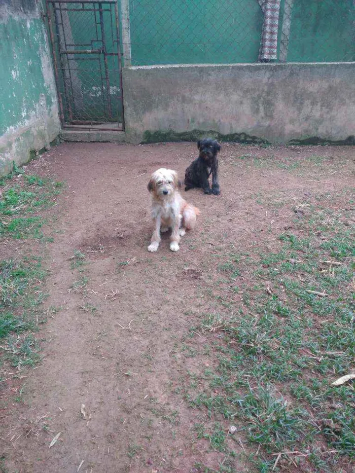 Cachorro raça SRD idade 7 a 11 meses nome Tiphanny / Mellannye