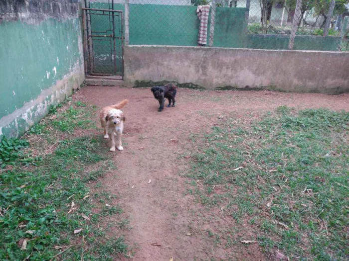 Cachorro raça SRD idade 7 a 11 meses nome Tiphanny / Mellannye