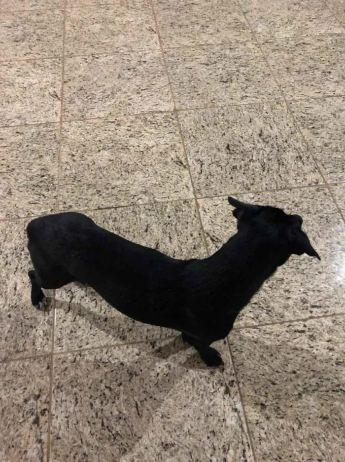 Cachorro ra a Vira-lata idade 1 ano nome Dori