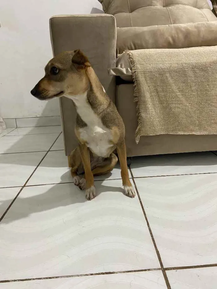 Cachorro ra a Vira-lata idade 1 ano nome Babi