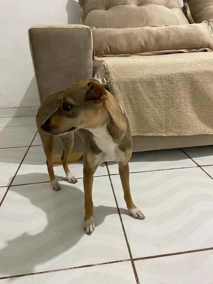 Cachorro ra a Vira-lata idade 1 ano nome Babi