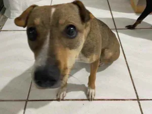 Cachorro raça Vira-lata idade 1 ano nome Babi