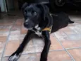 Todinho