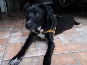 Cachorro raça Vira lata  idade 2 a 6 meses nome Todinho