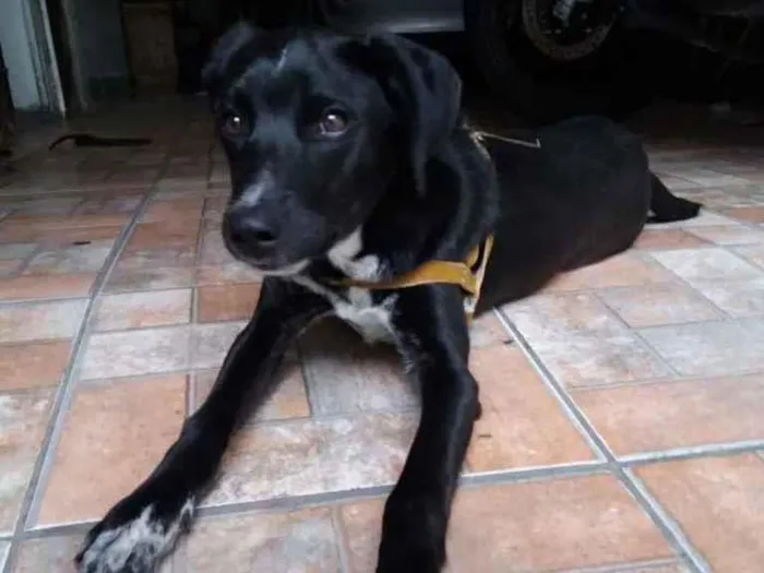 Cachorro ra a Vira lata  idade 2 a 6 meses nome Todinho