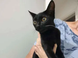 Gato raça Srd idade  nome Iris