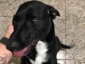 Cachorro raça Vira-lata idade 1 ano nome Dori