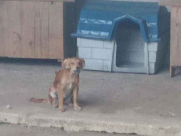 Cachorro raça SRD idade 7 a 11 meses nome Moana