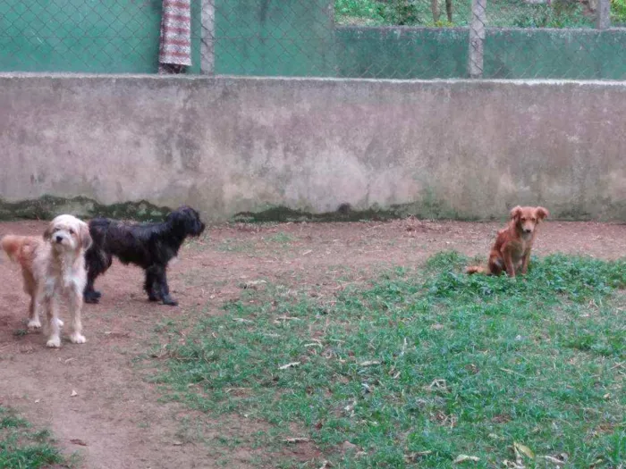 Cachorro raça SRD idade 7 a 11 meses nome Moana