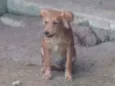Cachorro raça SRD idade 7 a 11 meses nome Moana