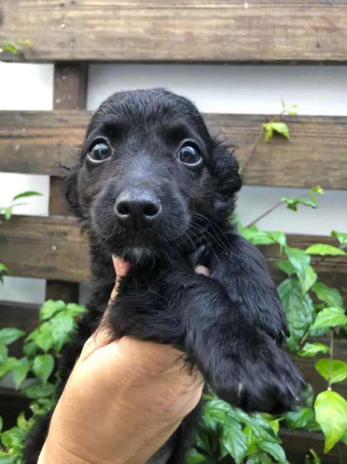 Cachorro raça Sem Raça Definida idade Abaixo de 2 meses nome Sem nome