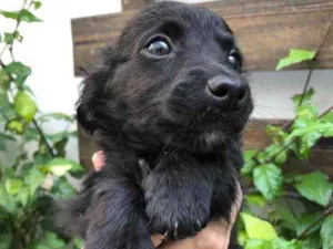 Cachorro raça Sem Raça Definida idade Abaixo de 2 meses nome Sem nome