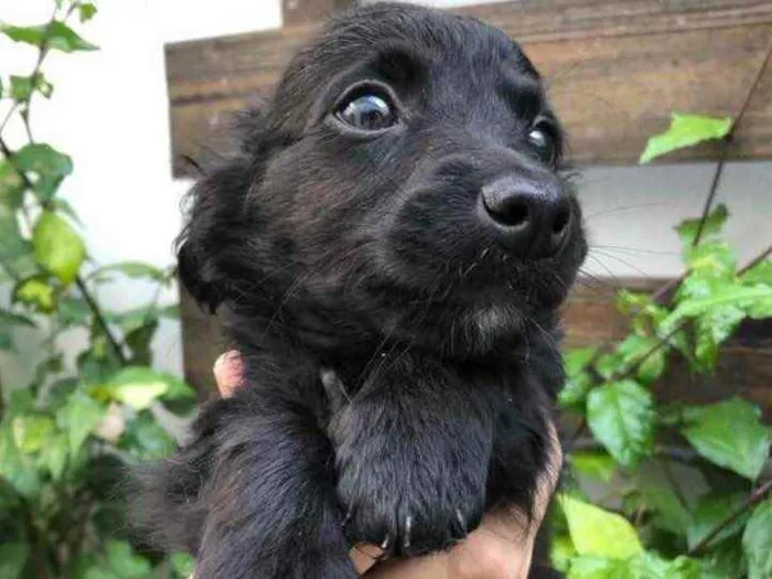 Cachorro raça Sem Raça Definida idade Abaixo de 2 meses nome Sem nome