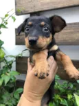 Cachorro raça Sem Raça Definida idade Abaixo de 2 meses nome Sem nome