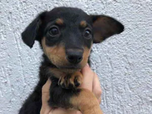 Cachorro raça Sem Raça Definida idade Abaixo de 2 meses nome Sem nome