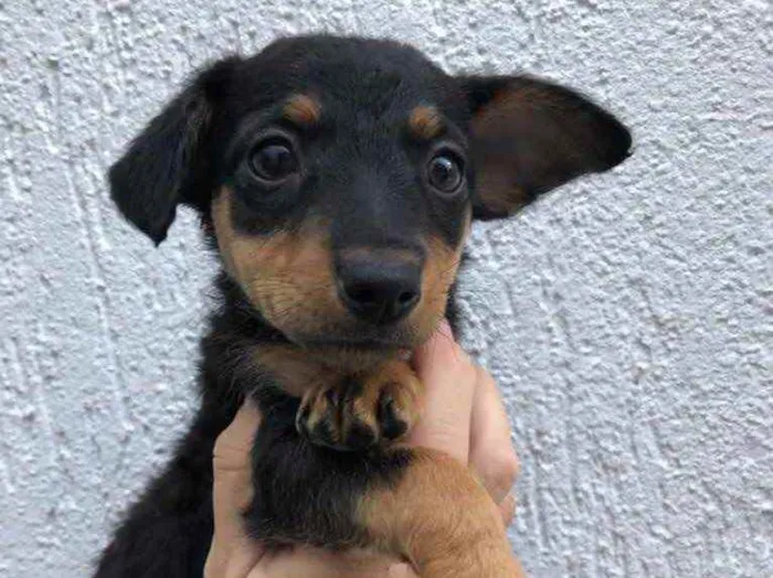 Cachorro raça Sem Raça Definida idade Abaixo de 2 meses nome Sem nome