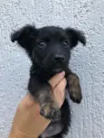Cachorro raça Sem Raça Definida idade Abaixo de 2 meses nome Sem nome