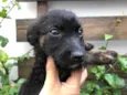 Cachorro raça Sem Raça Definida idade Abaixo de 2 meses nome Sem nome