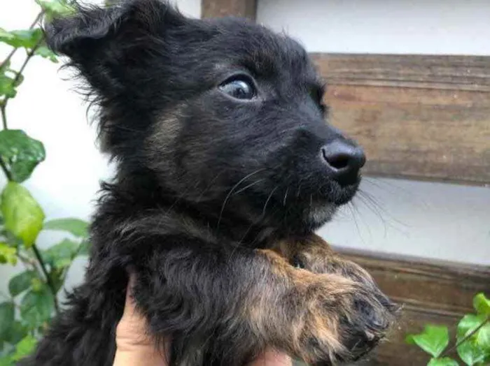 Cachorro raça Sem Raça Definida idade Abaixo de 2 meses nome Sem nome