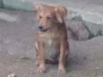 Cachorro raça SRD idade 7 a 11 meses nome Moana