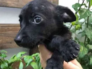 Cachorro raça Sem Raça Definida idade Abaixo de 2 meses nome Sem nome