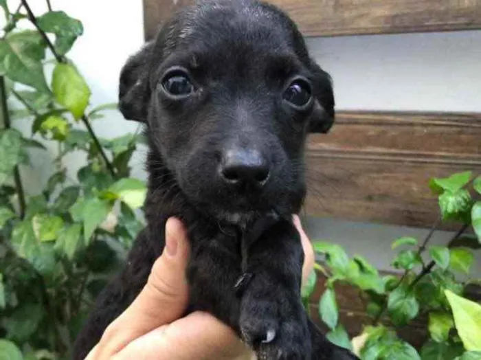 Cachorro raça Sem Raça Definida idade Abaixo de 2 meses nome Sem nome