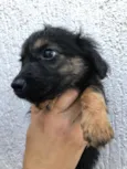 Cachorro raça Sem Raça Definida idade Abaixo de 2 meses nome Sem nome