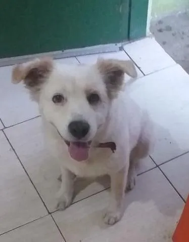 Cachorro ra a SRD-ViraLata idade 7 a 11 meses nome Branco