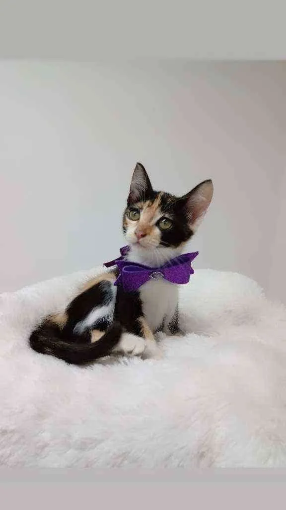 Gato raça Tricolor peluda  idade 2 a 6 meses nome Minnie