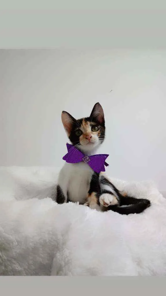 Gato raça Tricolor peluda  idade 2 a 6 meses nome Minnie