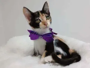 Gato raça Tricolor peluda  idade 2 a 6 meses nome Minnie