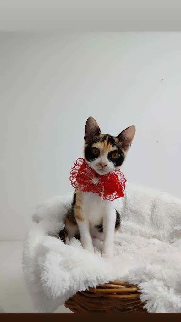 Gato raça Tricolor peluda  idade 2 a 6 meses nome Margarida