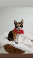 Gato raça Tricolor peluda  idade 2 a 6 meses nome Margarida