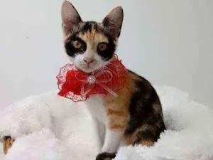 Gato raça Tricolor peluda  idade 2 a 6 meses nome Margarida