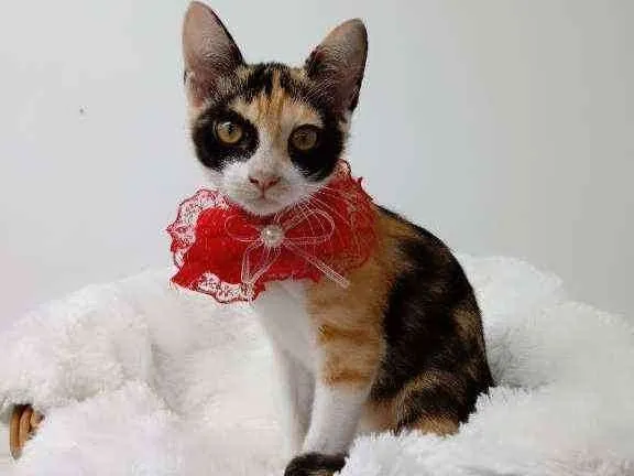 Gato raça Tricolor peluda  idade 2 a 6 meses nome Margarida