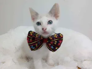 Gato raça Srd idade Abaixo de 2 meses nome Pateta