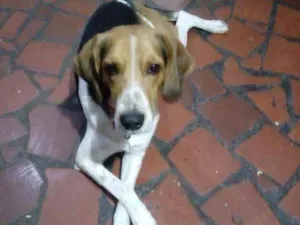 Cachorro raça Beagle com Pointer idade 5 anos nome Moleque ou Orelha