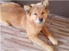 Cachorro raça Chow chow idade 1 ano nome Amora