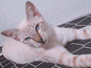 Gato raça Siamens  idade 7 a 11 meses nome RICO