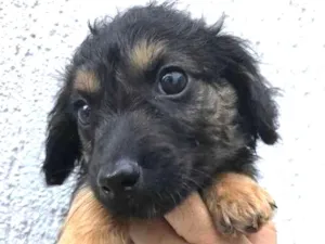 Cachorro raça Sem Raça Definida idade Abaixo de 2 meses nome Sem nome