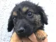 Cachorro raça Sem Raça Definida idade Abaixo de 2 meses nome Sem nome