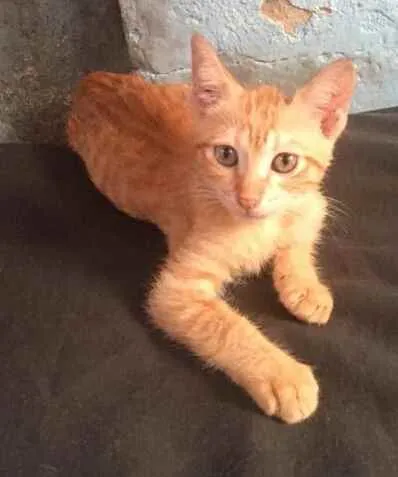 Gato raça Srd idade 2 a 6 meses nome Garfields