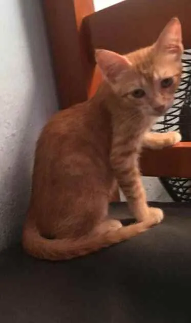 Gato raça Srd idade 2 a 6 meses nome Garfields