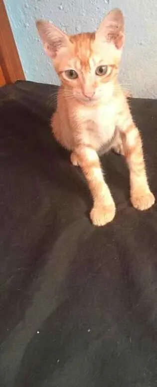 Gato raça Srd idade 2 a 6 meses nome Garfields