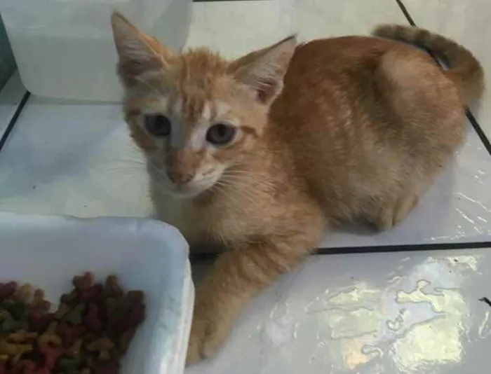 Gato raça Srd idade 2 a 6 meses nome Garfields