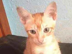 Gato raça Srd idade 2 a 6 meses nome Garfields